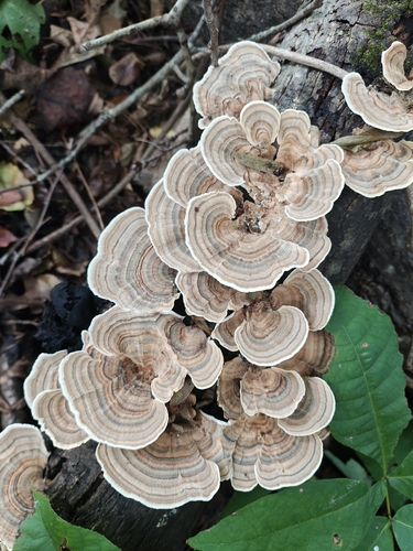 turkey-tail