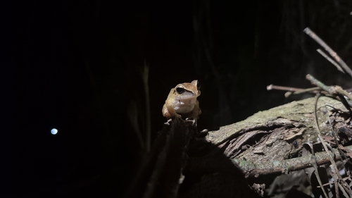Clay Robber Frog