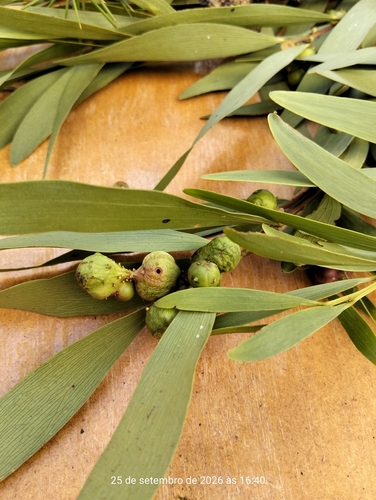 Longleaf Wattle Gall Wasp