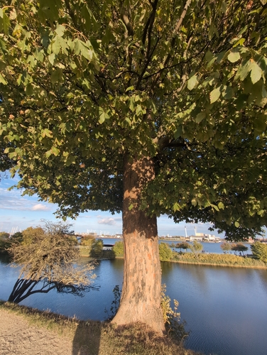 sycamore maple