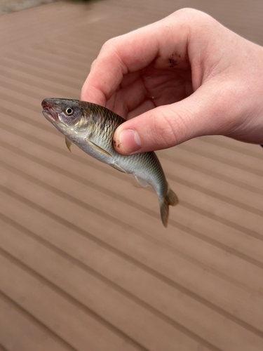 Whitetail Shiner