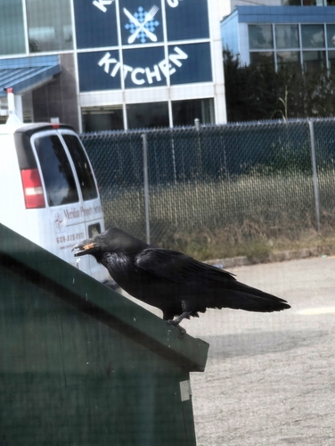Common Raven