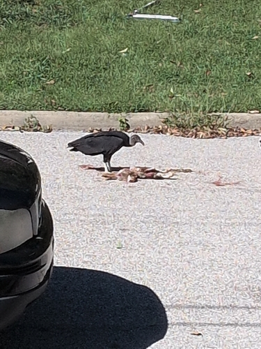 Black Vulture