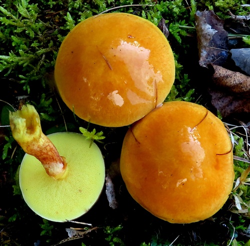 Larch Bolete