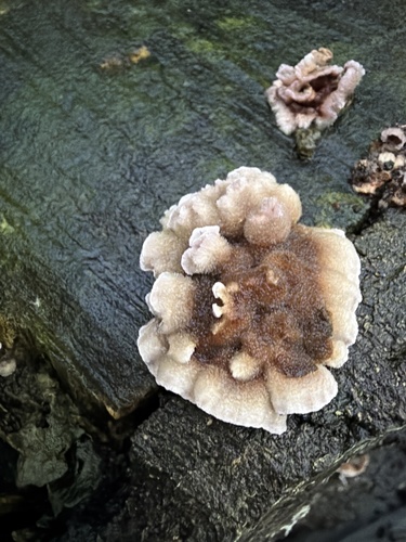 Silverleaf Fungus