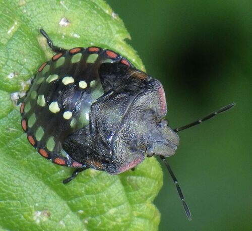 Southern Green Stink Bug