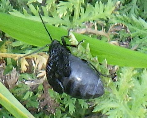 black-punctured leaf beetle