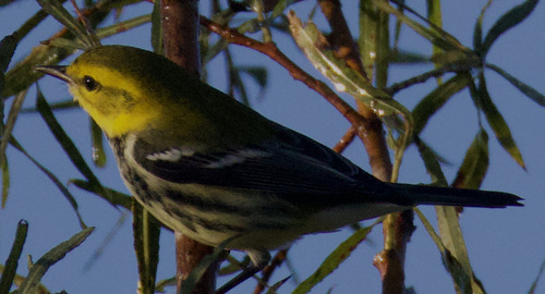 Black-throated Green Warbler