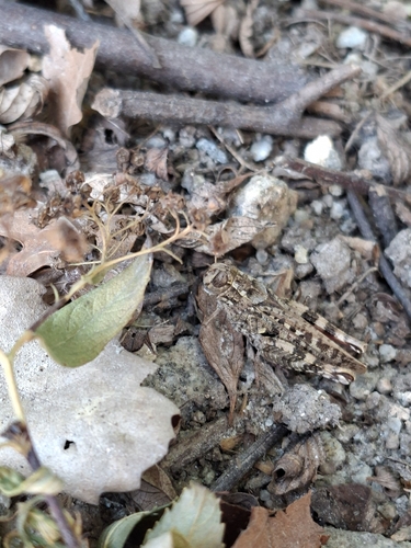 Barbary Grasshopper