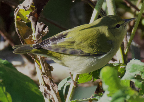 Tennessee Warbler
