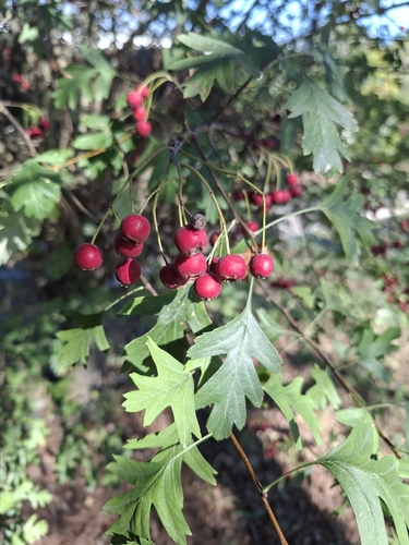 common hawthorn