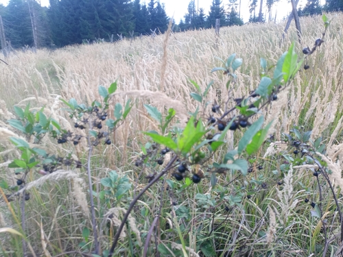Deadly Nightshade