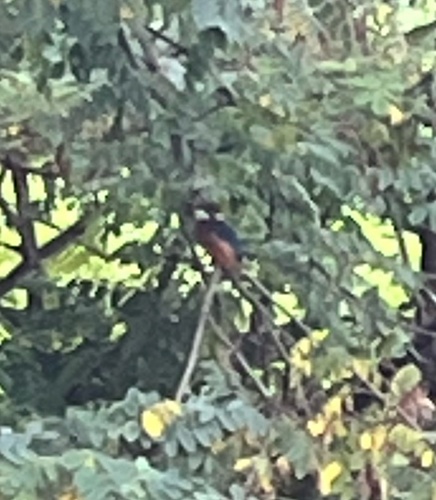 European Common Kingfisher