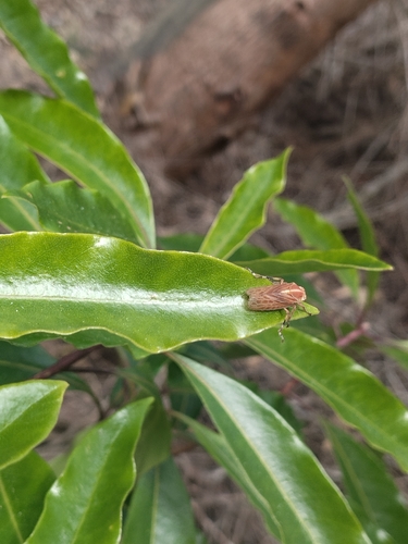 Aetalion reticulatum