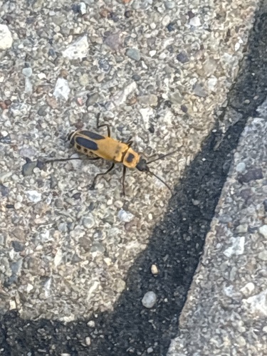 Goldenrod Soldier Beetle