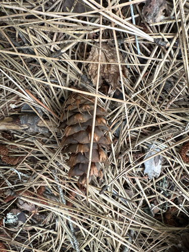 Douglas-fir