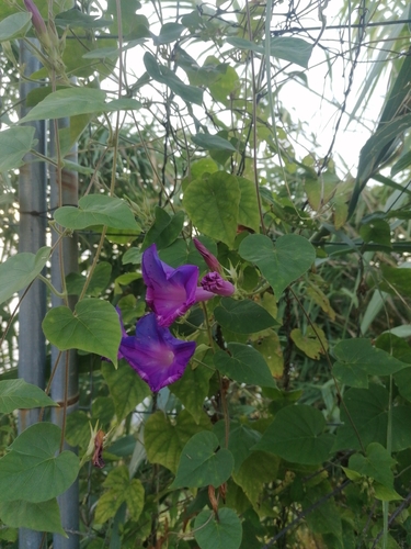 oceanblue morning glory