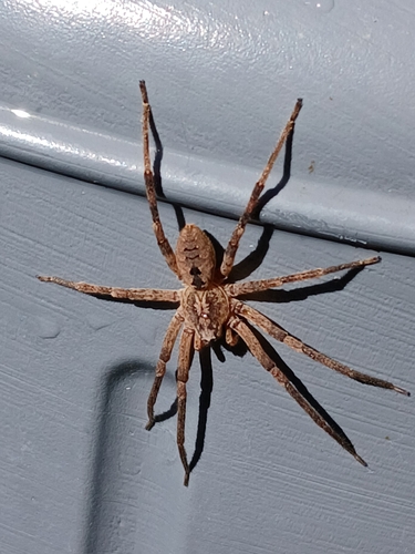 Mediterranean Spiny False Wolf Spider