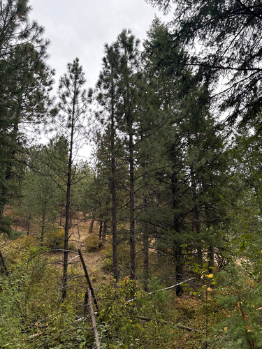 Western Ponderosa Pine