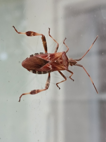 Western Conifer Seed Bug