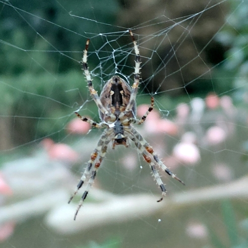 Cross Orbweaver