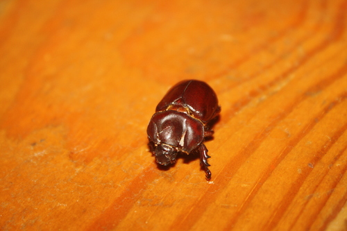 Phyllognathus excavatus
