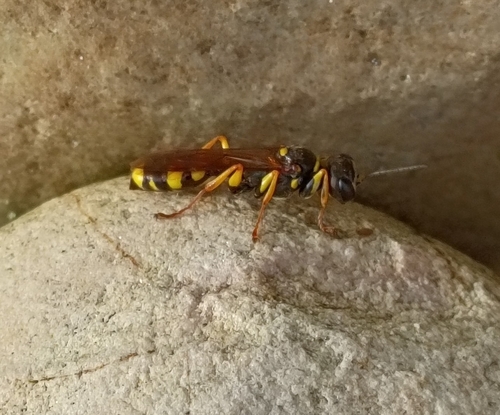 Field digger wasp