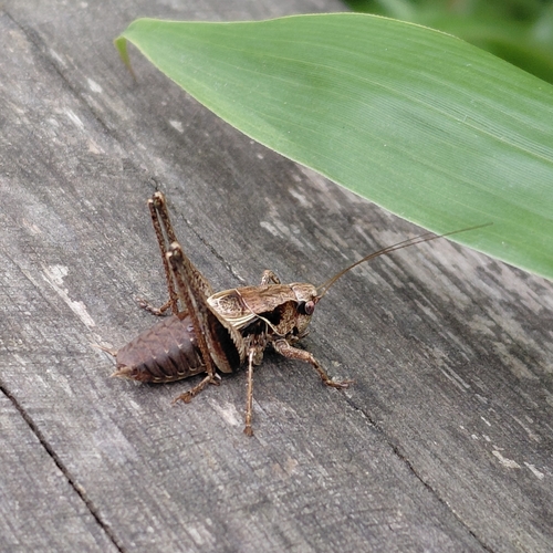 Dark Bush-cricket