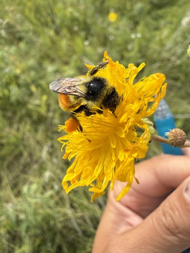 Tricolored Bumble Bee