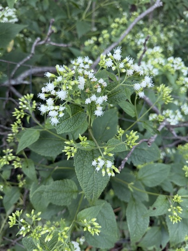 white snakeroot