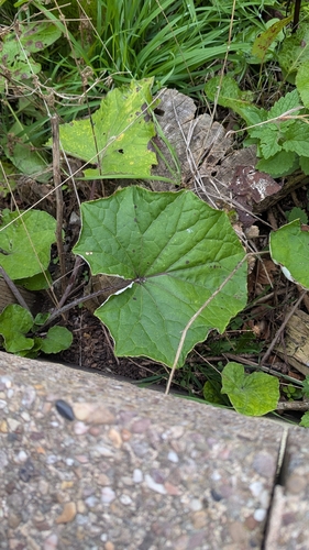 colt's-foot