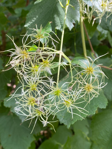 Old man's beard
