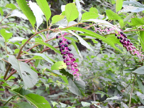 American pokeweed