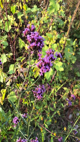 purpletop vervain