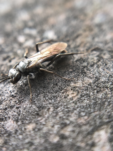 Potter Spider Wasp