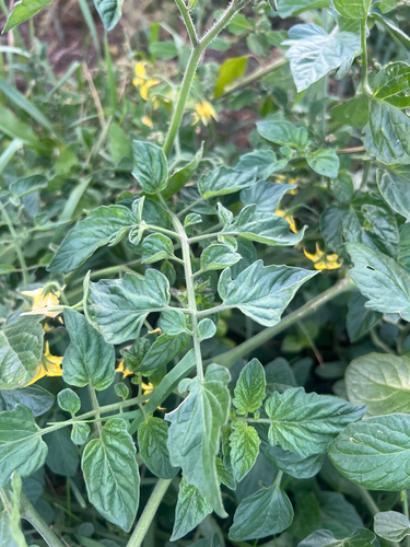 tomato