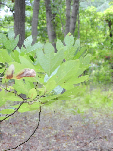 sassafras