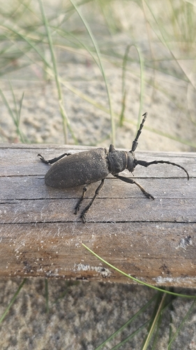 Weaver beetle