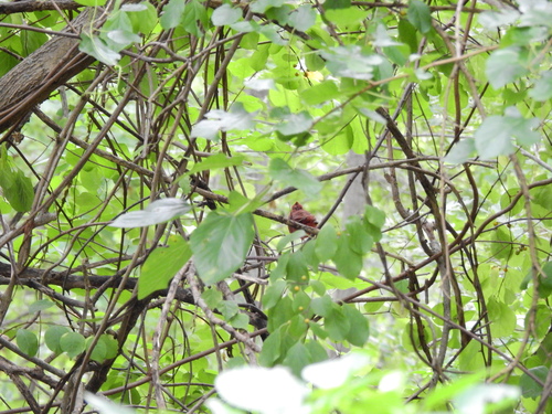 Northern Cardinal
