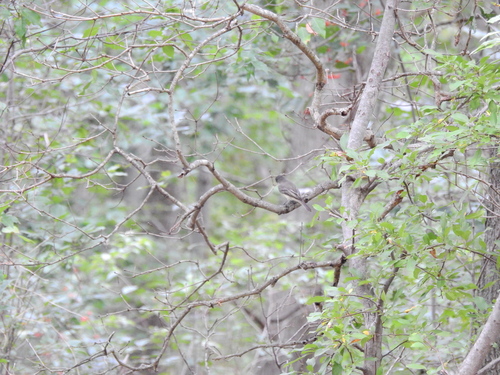 Eastern Phoebe