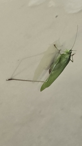 Fork-tailed Bush Katydid