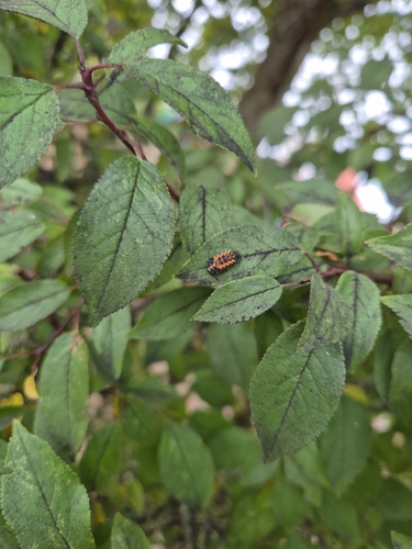 Asian Lady Beetle