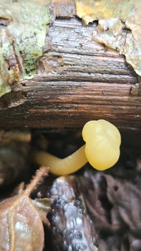 Ochre Jelly Club
