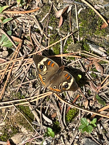 Common Buckeye
