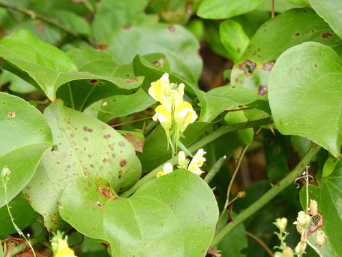 common toadflax