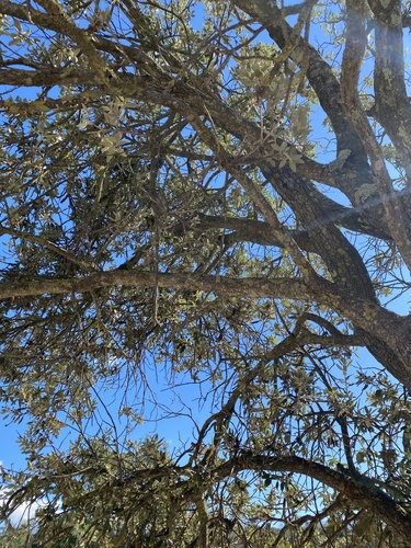 Holm oak