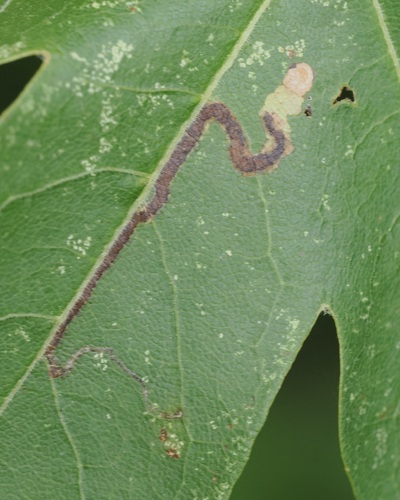 Scarce Maple Pigmy
