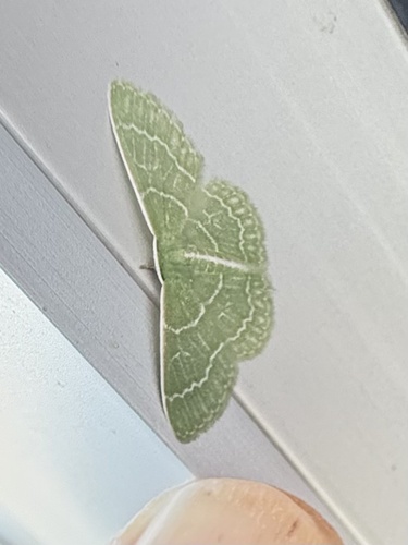 Wavy-lined Emerald
