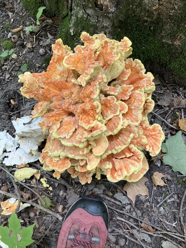 chicken of the woods