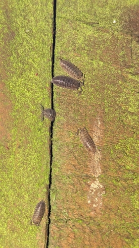 Common Rough Woodlouse